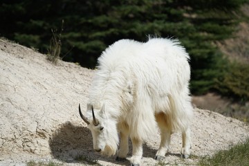 Obraz premium White Mountain Goat in Banff National Park