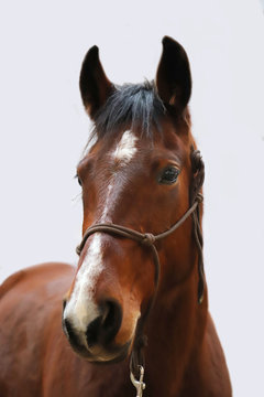 Head photo of a beautiful young saddle horse on white background