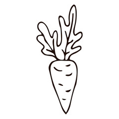 Cartoon doodle linear carrot with leaves isolated on white background. Vector illustration.  