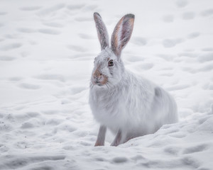 Snowshoe Hare in Winter