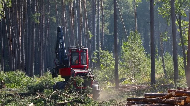 The operation of the machine for cutting wood. A cut-to-length (CTL) forest harvester.  The forestry industry. The harvester lumberjack working in a forest. Forest Wheeled Harvesters.