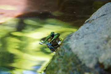 Green frog with black eyes in the green water near the grey stone. Summer 2018. USA.