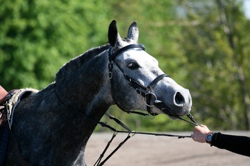 Portrait of the head of a gray Arab horse in a bridle in endurance competitions.