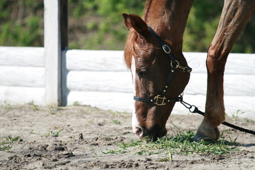 Red horse eats grass from the ground. The photo shows the head and leg of a horse. A horse in a...