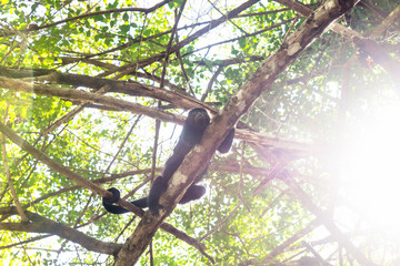Howler monkey in sunlightened trees with backlight, El Remate, Peten, Guatemala