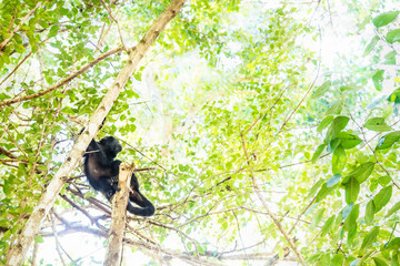 Howler monkey lying and looking up in sunlightened trees, El Remate, Peten, Guatemala