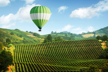 Amazing rural landscape with green balloon under vineyard on Italy hills. Vine making background