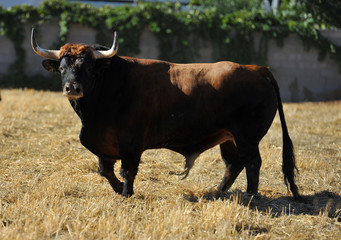 toro en el campo