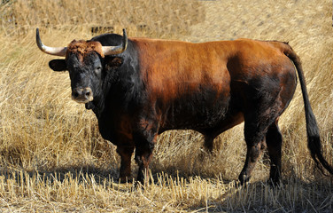 toro en espa&ntilde;a