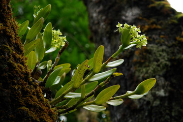 A green-flowered Epidendrum orchid grows as an epiphyte on a mossy tree branch in the mountain...