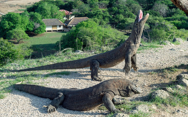 The Komodo dragon (Varanus komodoensis) stands on its hind legs and open mouth. It is the biggest...
