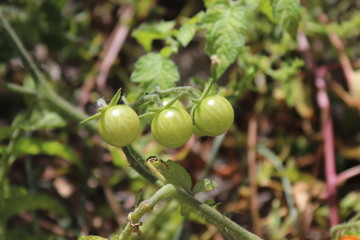 Tomates verdes