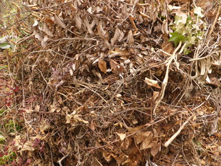 焚き火前の枯れ葉