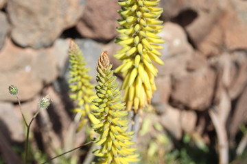 Flor de aloe vera