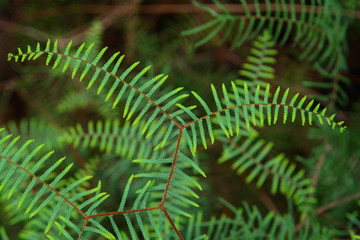 A bright green Tangle Fern makes interesting patterns in the rainforest of New Caledonia, closeup of frond
