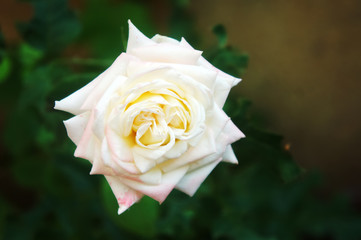 White big rose in the garden closeup photography. delicate flower