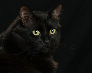 black cat on black background