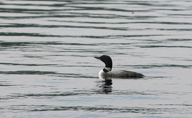 Loon on an Ontario Lake