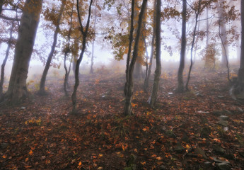foggy forest. Autumn sunrise in the fairy forest. scenic dawn