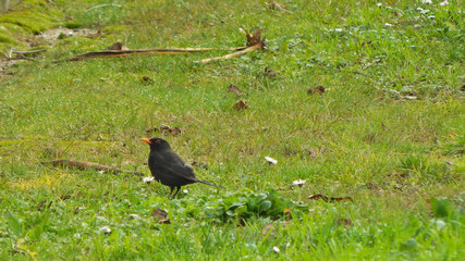 blackbird on the grass