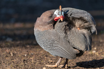 Perlhuhn
