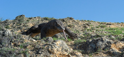 Komodo odragon