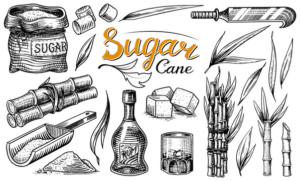 Cane sugar with leaves. Set of Sugarcane plants. Stalks and bottle of rum, Wooden plate spoon, Cubes and juice, Bamboo, signboard inscription. Engraving Hand drawn food and natural ingredients.