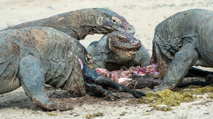 The dragons tore prey.  The Komodo dragon, Scientific name: Varanus komodoensis, is the biggest living lizard in the world. Natural Habitat. On island Rinca. Indonesia.