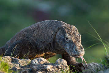 Komodo dragon sniffs the air with his forked tongue.. Scientific name: Varanus komodoensis. Biggest in the world living lizard in natural habitat. Island Rinca.