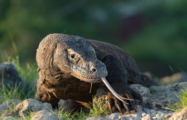 Komodo dragon sniffs the air with his forked tongue.. Scientific name: Varanus komodoensis. Biggest...