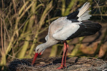 Storch