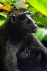 Macaque and cub.T he Celebes crested macaque , also known as the crested black macaque, Sulawesi crested macaque, or the black ape. Scientific name: Macaca nigra. Natural habitat. Sulawesi. Indonesia