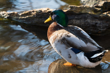 Ente am Teich