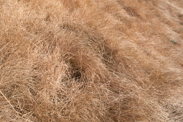 Dried grass field