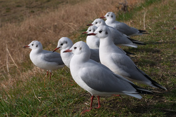 Fototapeta premium Seagulls are looking the same direction