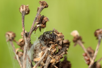 small spider close-up hiding on a dry branch, blurred green yellow background
