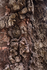 An aged tree trunk