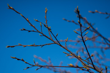 first buds on a tree in early spring on a background of blue sky. Selective focus. Awakening of nature in spring