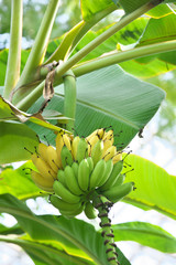 木の上のバナナ