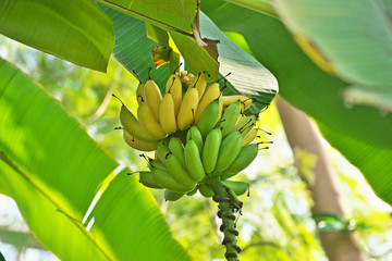 木の上のバナナ