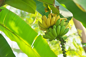 木の上のバナナ