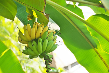 木の上のバナナ