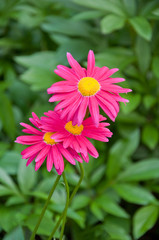Dark pink feverfew on flowerbed close-up.