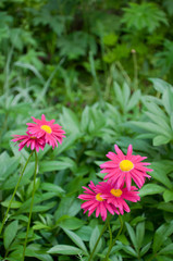 Dark pink feverfew on flowerbed.