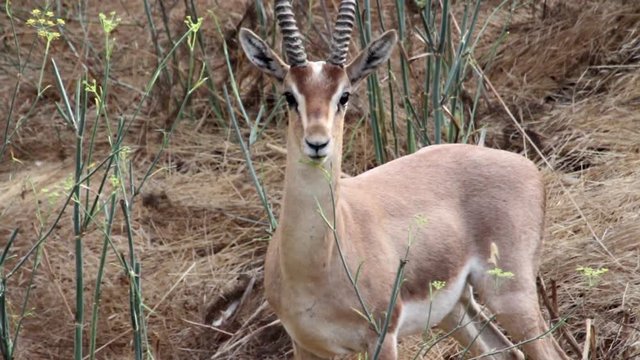 Israeli gazelle mount Steady shot of Israeli gazelle mount marking territory