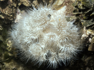 Naklejka na ściany i meble Plumose Anemone (Metridium farcimen). A vibrant Plumose Anemone photographed scuba diving in southern British Columbia.