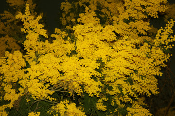 yellow mimosa plant. romantic. botanical gift for Mother's Day or Women's Day in March