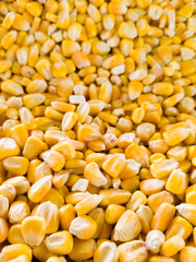 Yellow Corn Kernels Macro background texture
