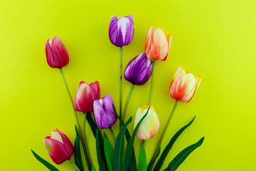 Spring flowers of Tulips flowers on colorful background