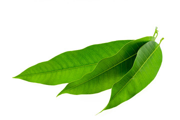 Fresh Green Mango leaves isolated on white background